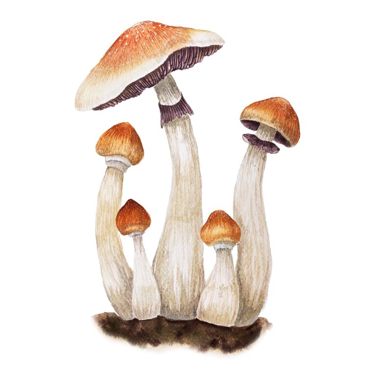 Psilocybe cubensis