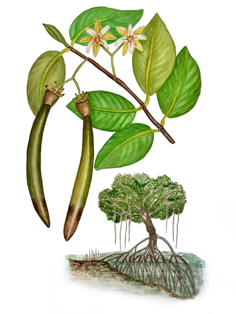 Rhizophora mangle