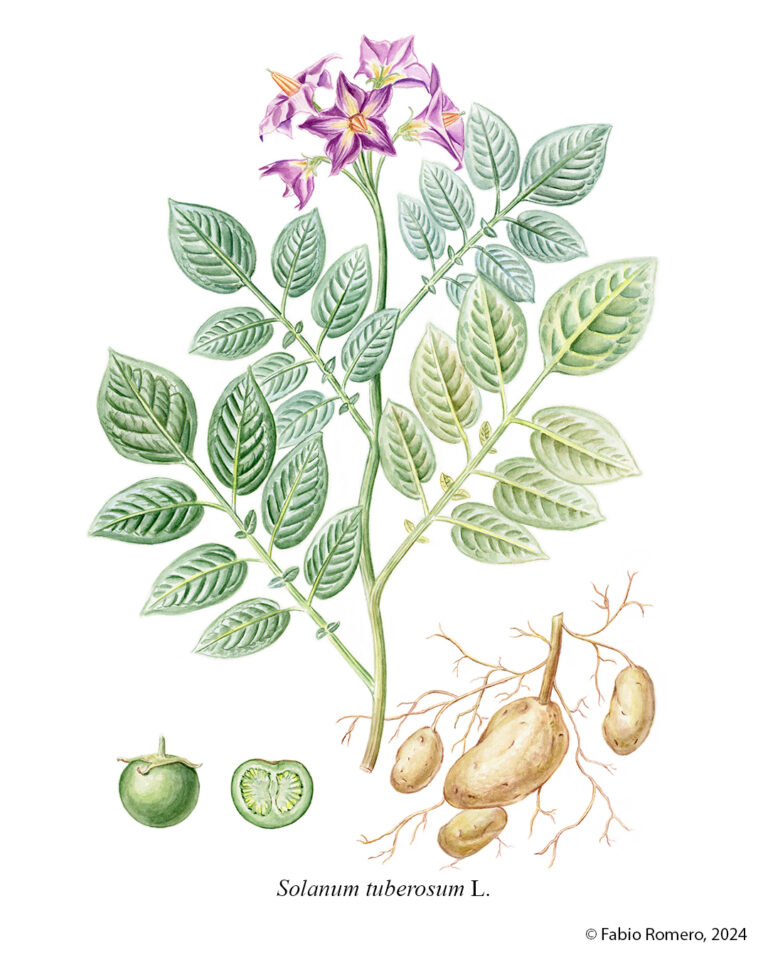 Solanum tuberosum Lámina