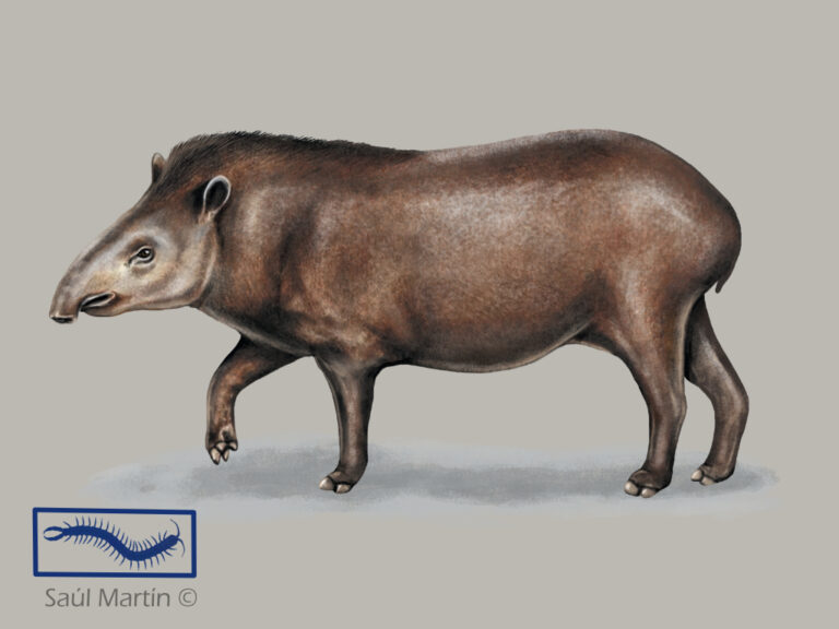 Tapir - Ilustración Saúl Martín