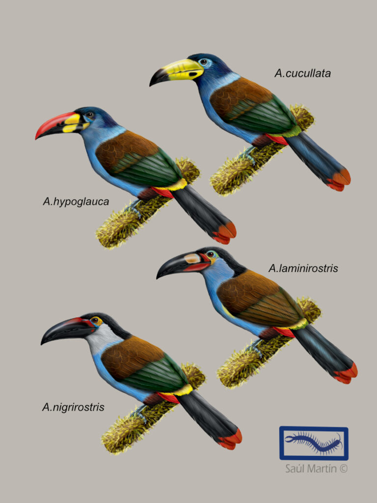 Tucanes genero Andigena - Ilustración Saúl Martín