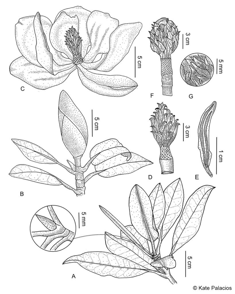 Magnolia - Kate Palacios