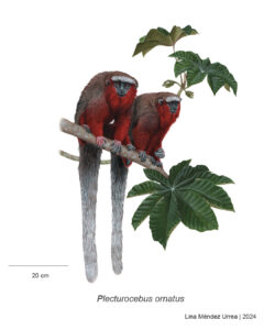 Titi ornamentado Fauna