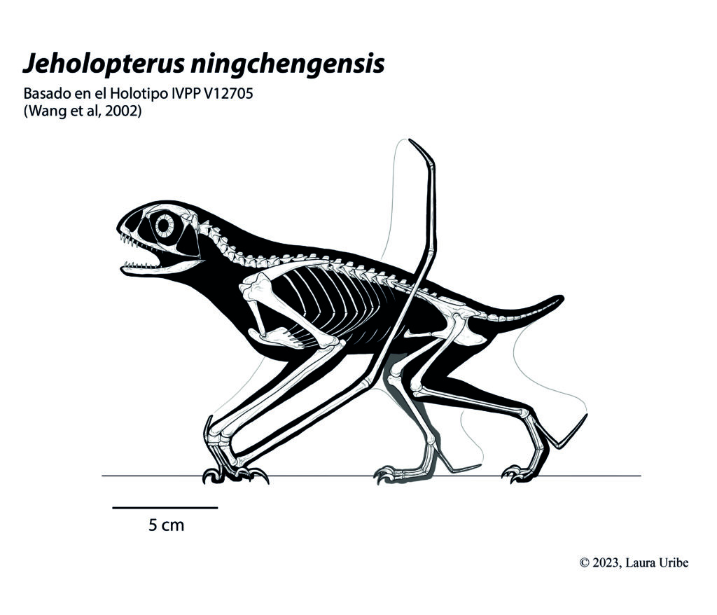 1. Jeholopterus ningchengensis final óseo