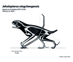 1. Jeholopterus ningchengensis final óseo