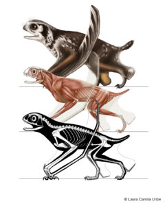 Jeholopterus Laura Camila Uribe