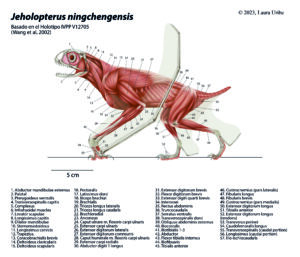 Jeholopterus ningchengensis muscular ficha