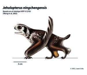 Jeholopterus ningchengensis tegumento