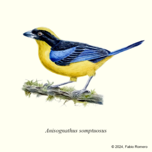Tangara primavera -Anisognathus somptuosus - Fabio Romero