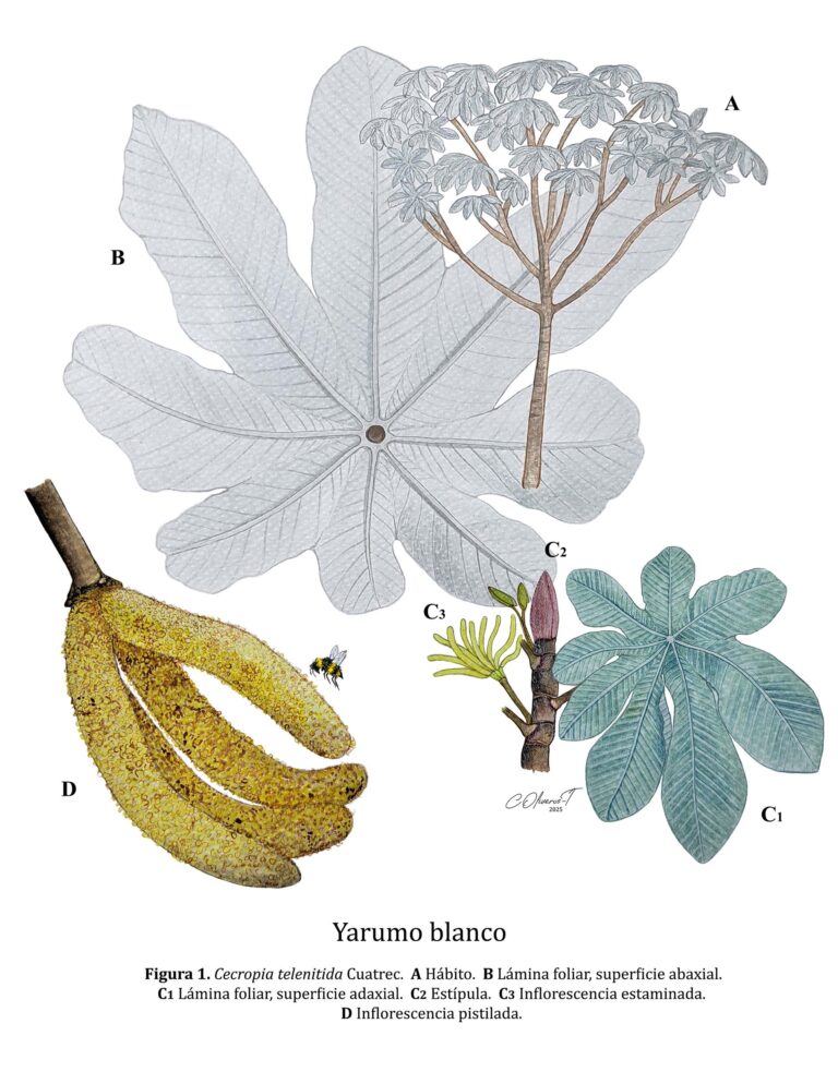 Cecropia telenitida