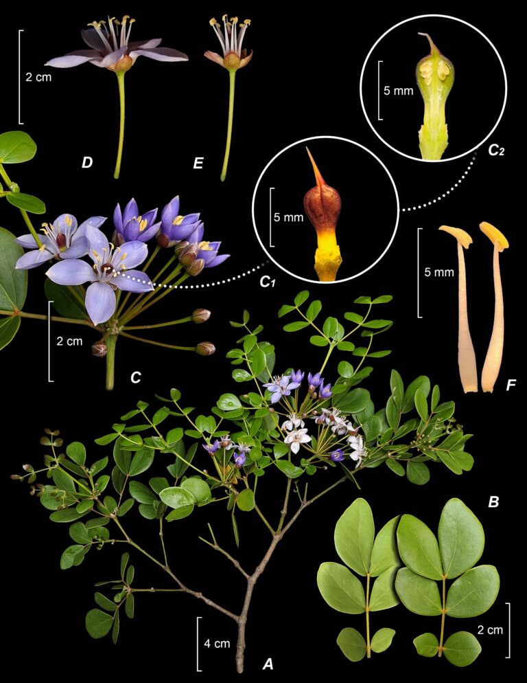 LCDP-Guaiacum-officinale