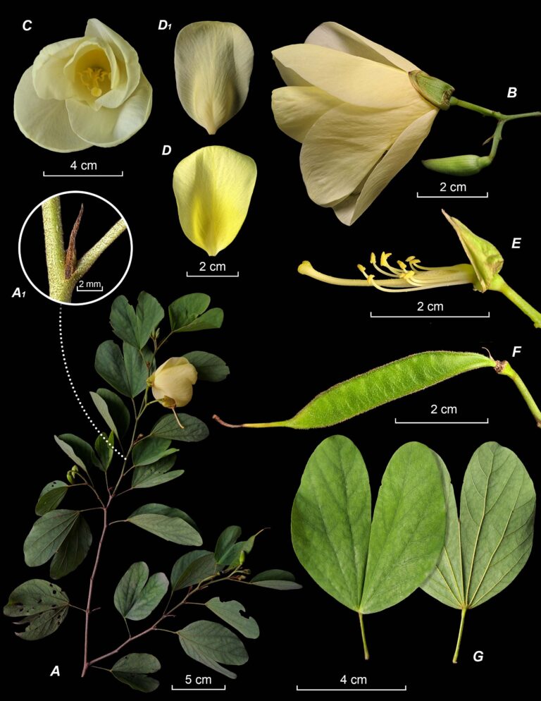 LCPD-Bauhinia-tomentosa