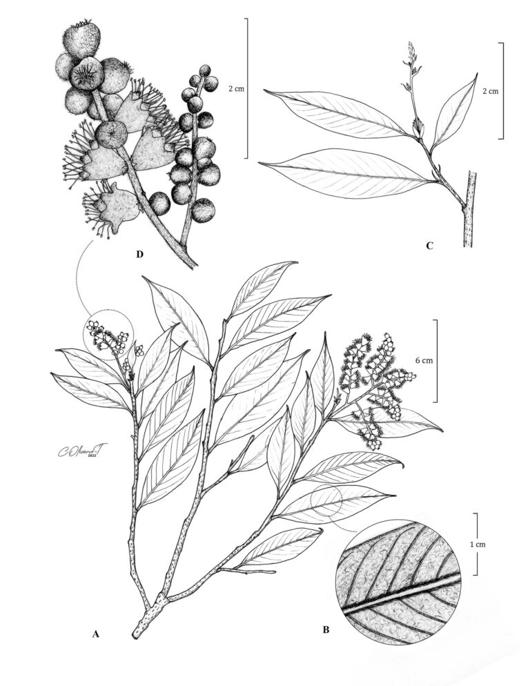 Moquilea salicifolia