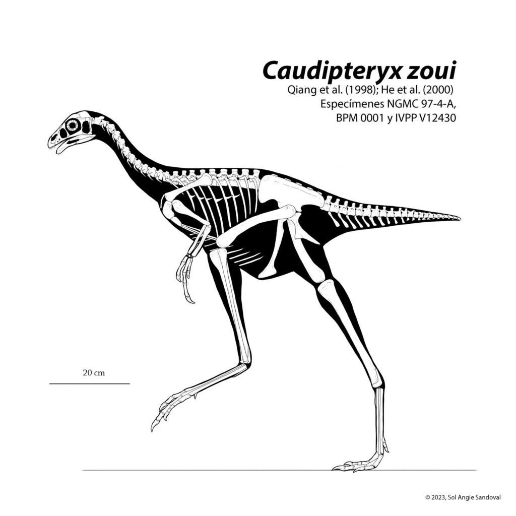 Caudipteryx zoui Esqueleto