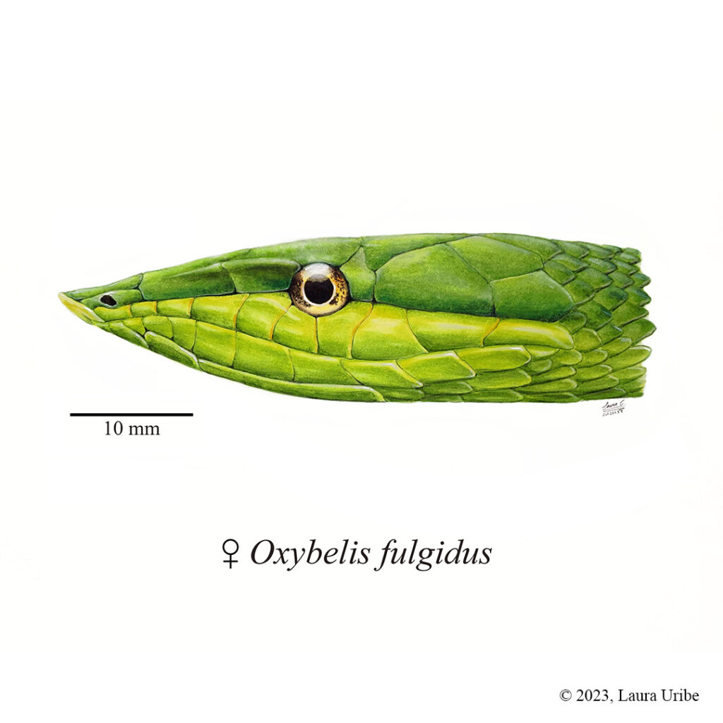 Oxybelis fulgidus Laura Uribe