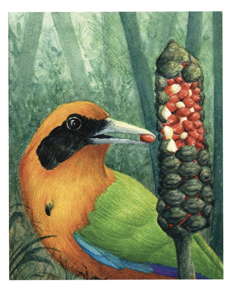 Melissa Ospina Zamia Barypthengus