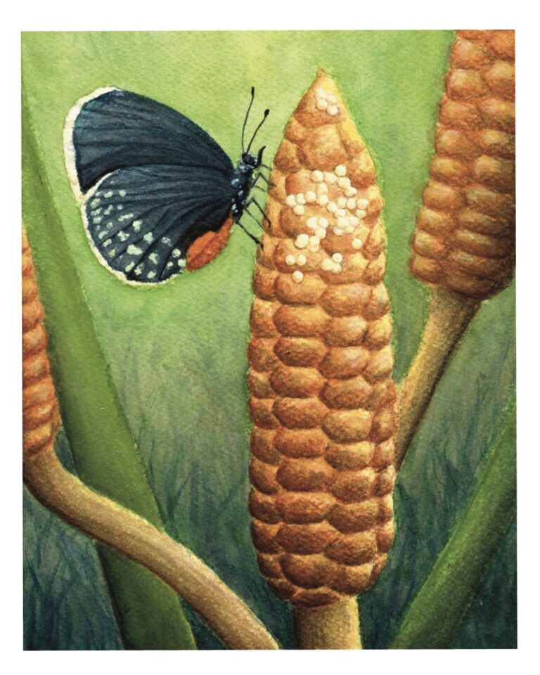 Melissa Ospina Zamia Eumaeus