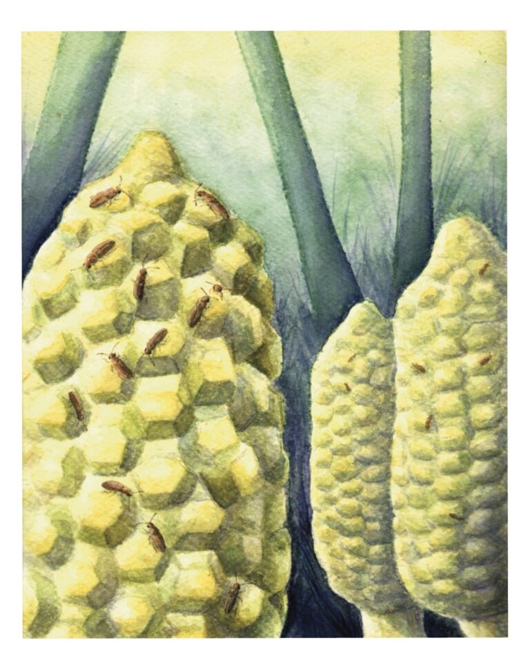 Melissa Ospina Zamia Pharaxonotha