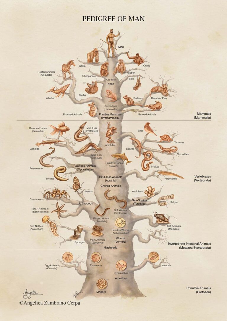 Adaptación Árbol de la vida Haeckel
