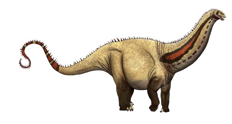 Apatosaurus