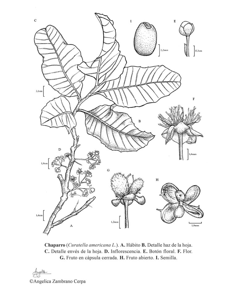 Chaparro Curatella americana
