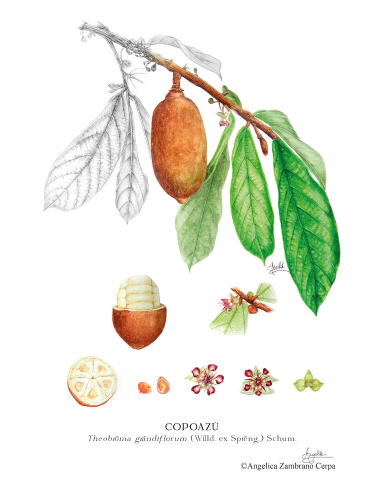 Copoazu Theobroma grandiflorum