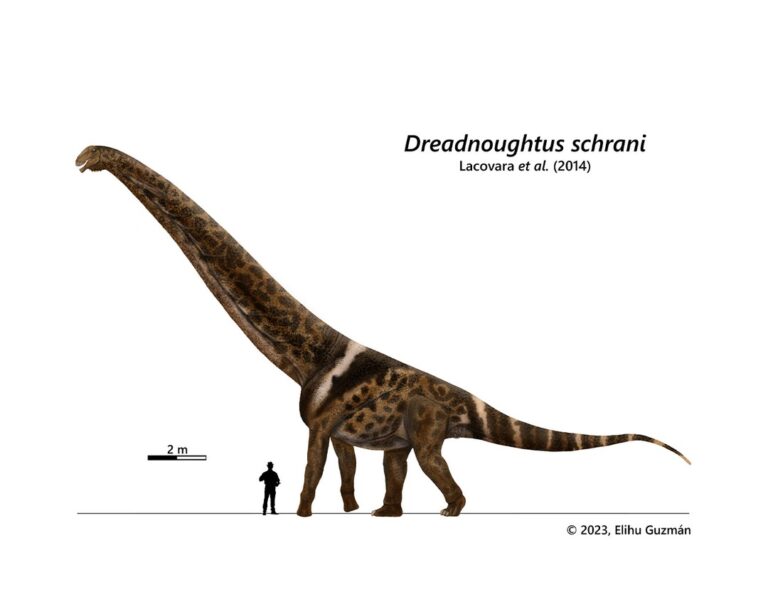 Dreadnoughtus schrani - Elihu Guzman