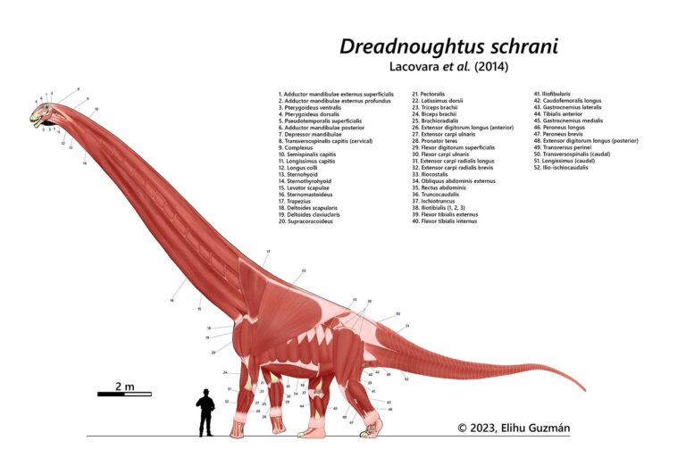Dreadnoughtus schrani Muscular- Elihu Guzman