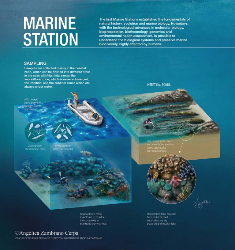 Infografía estaciones marinas