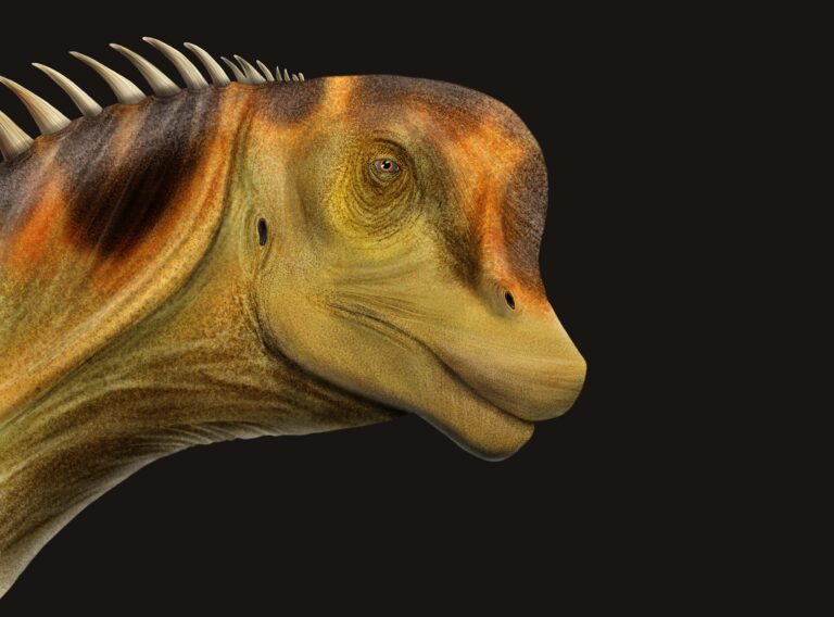 Padillasaurus leivapaz