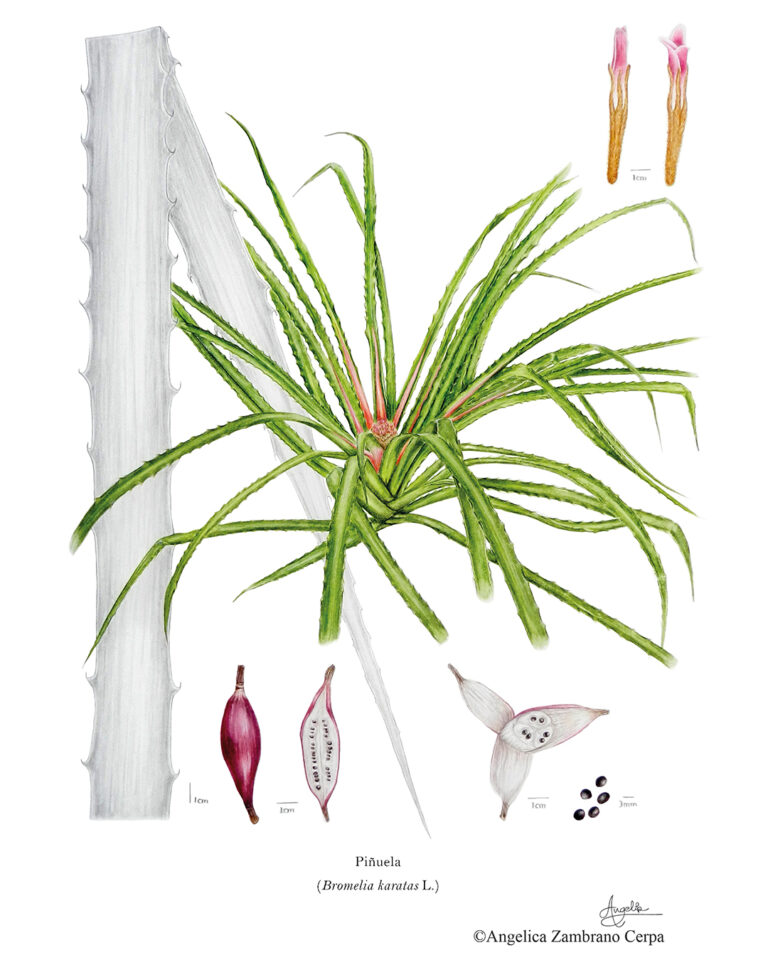 Piñuela Bromelia karatas