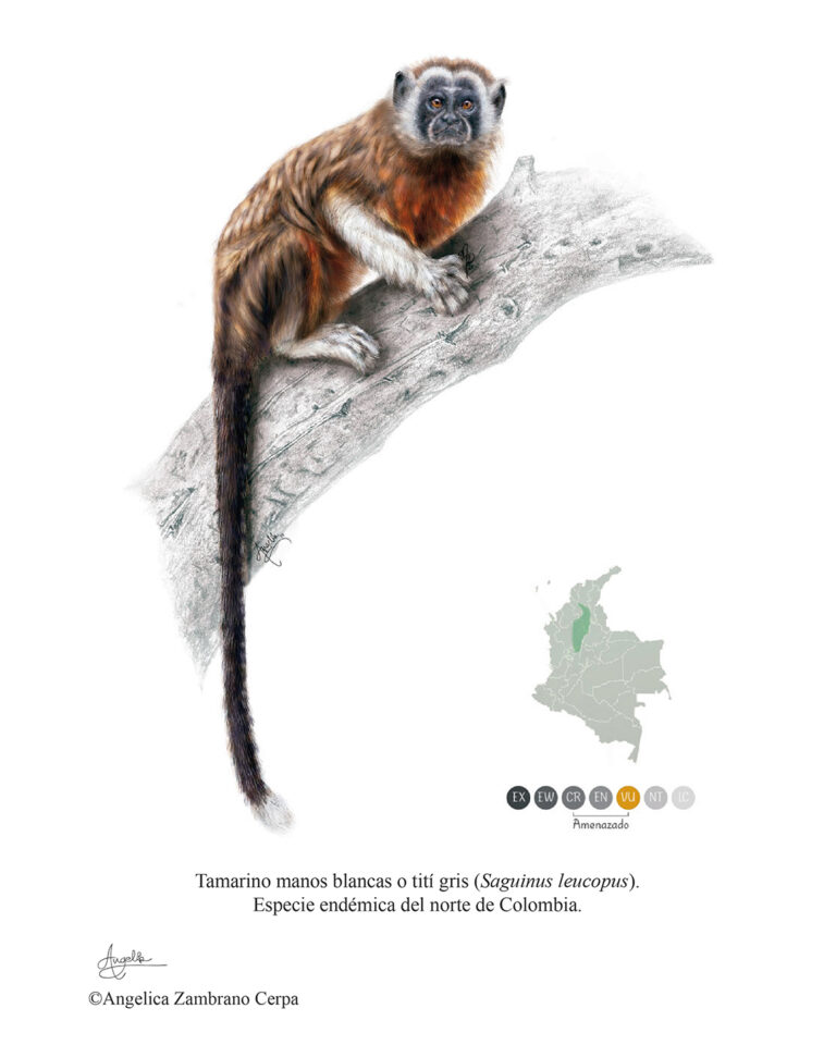 Titi gris Saguinus leucopus