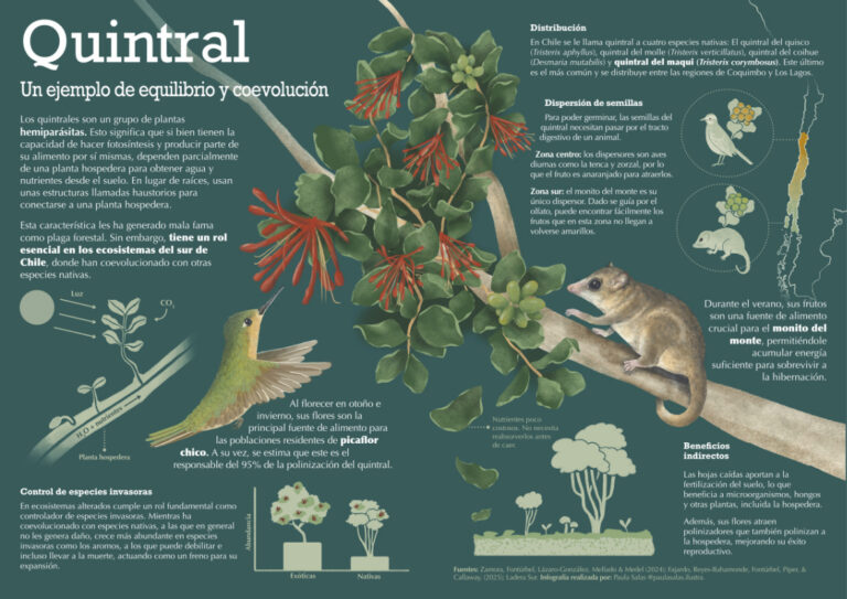 1_PaulaSalas_Infografía_Quintral