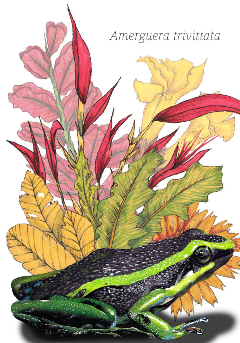 Amerguera trivittata