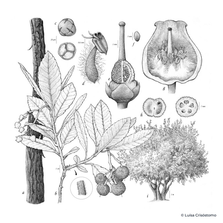 Arbutus_unedo_LCrisostomo