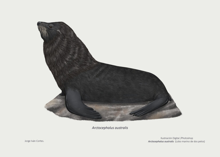 Artocephalus australis
