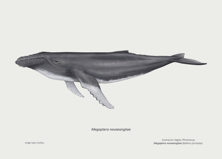 Ballena joroboada Megaptera novaeangliae