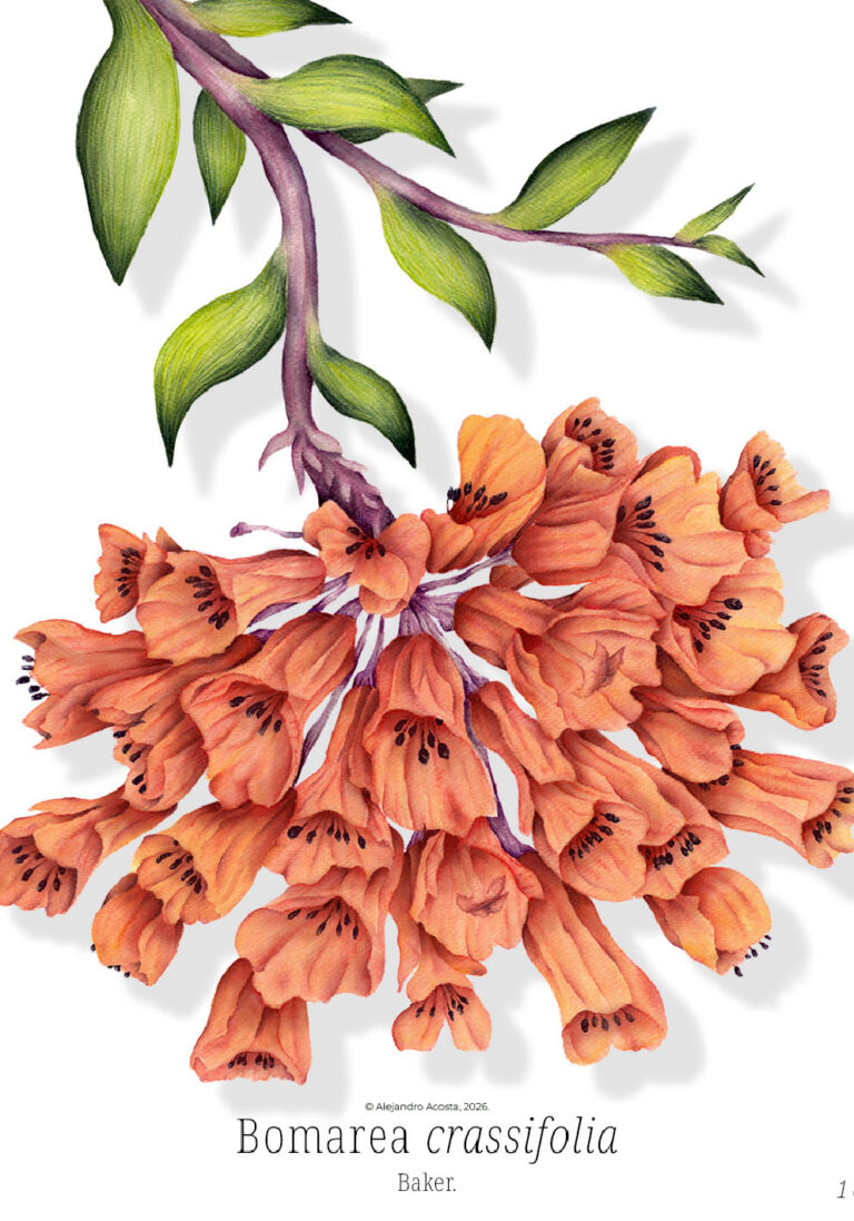 Bomarea crassifolia