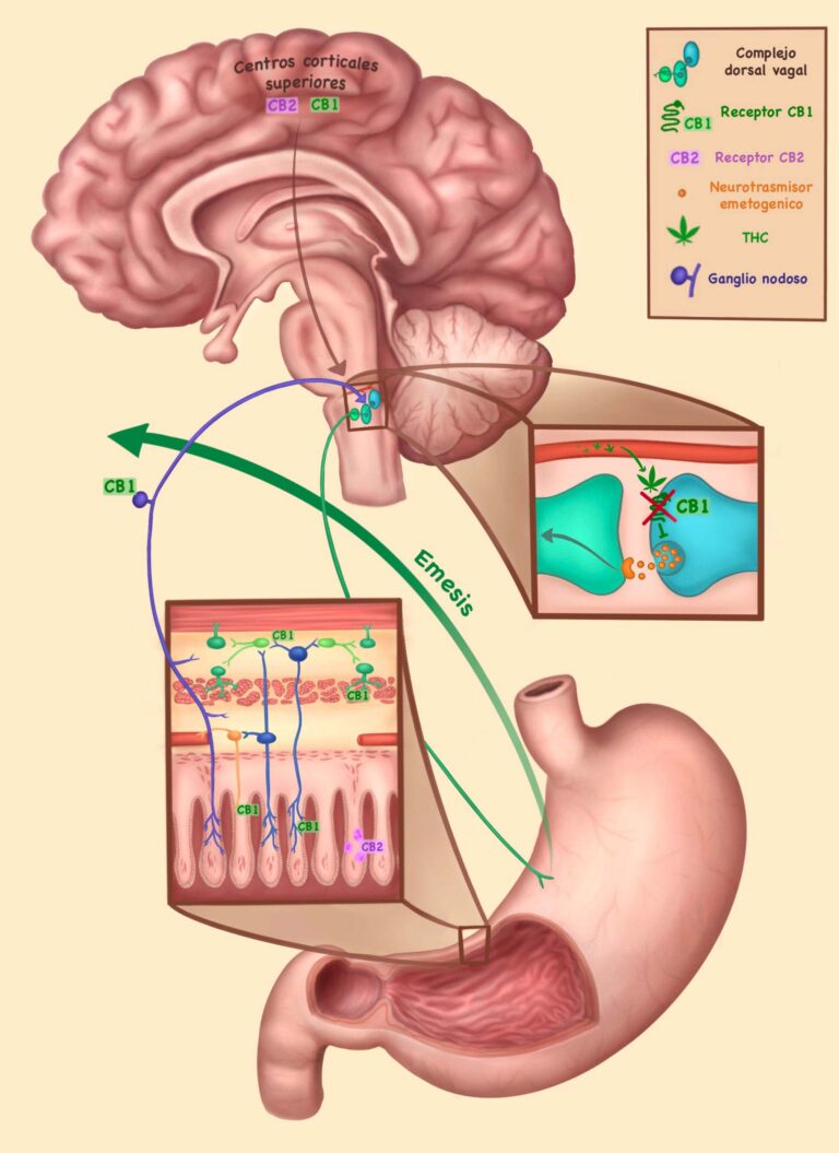 Cerebro Estómago