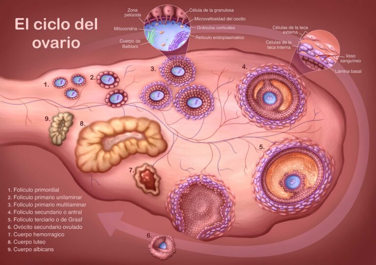 Ciclo del ovario