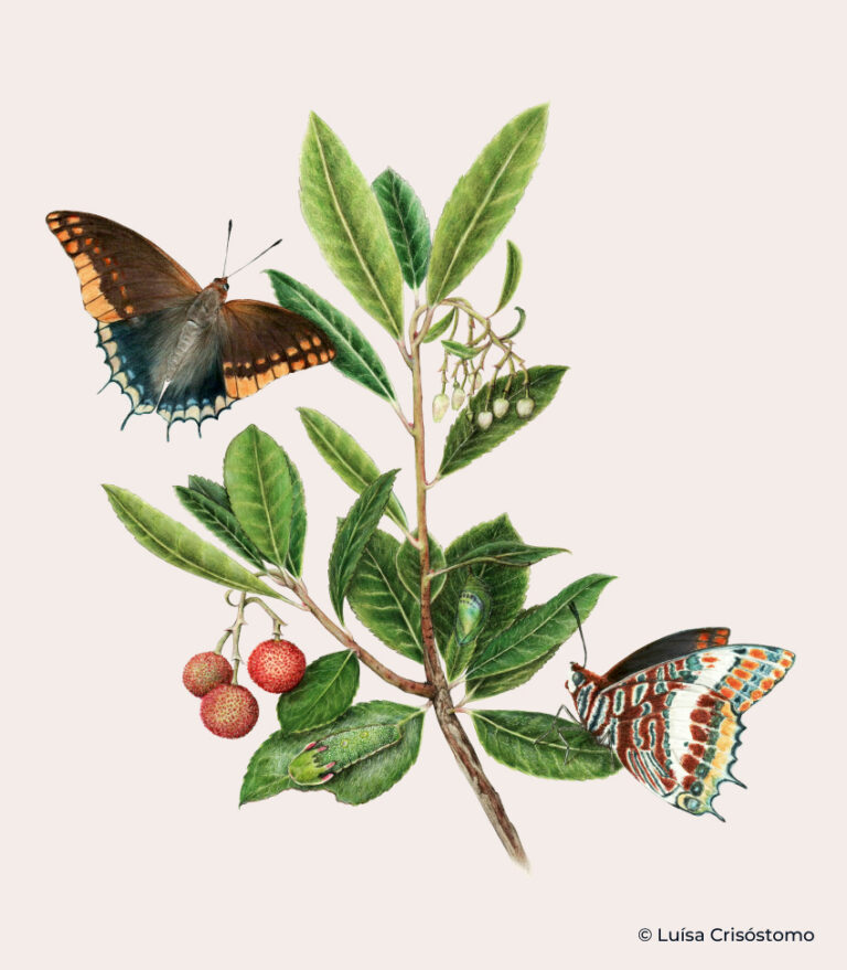Ciclo_vida_Charaxes_jasius_Arbutus_unedo_LCrisostomo