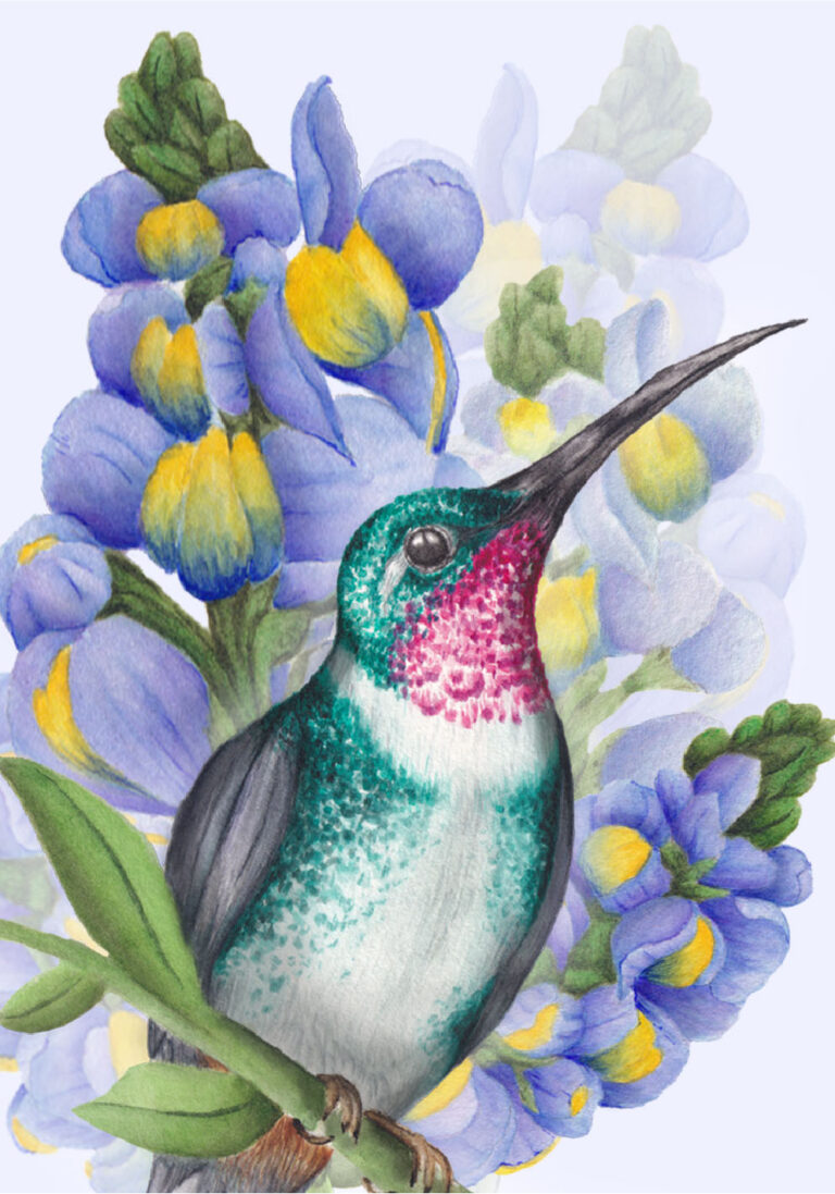 Colibrí Chaetocercus mulsant