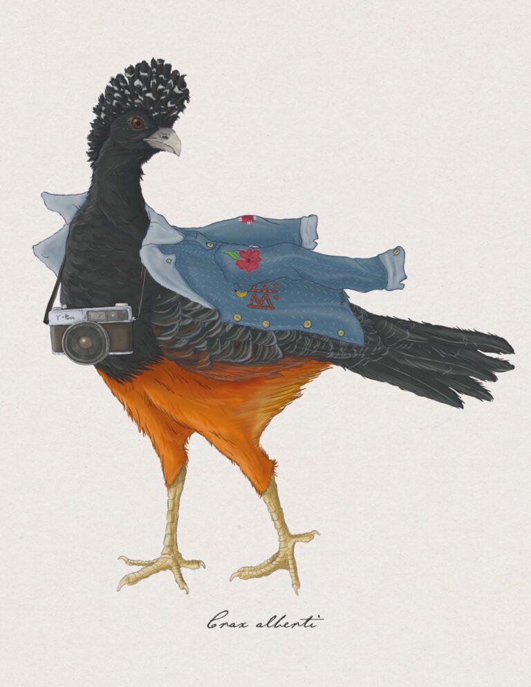 Crax alberti
