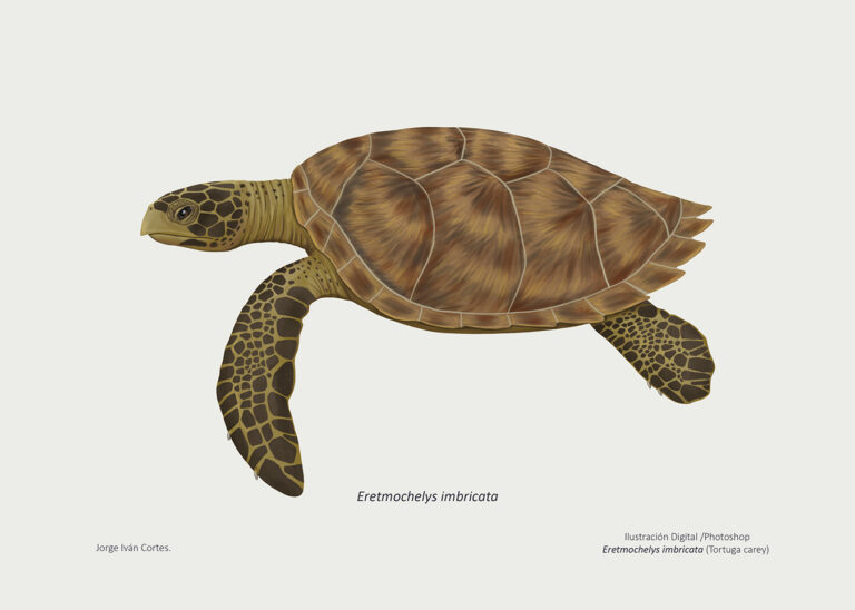 Eretmochelys imbricata