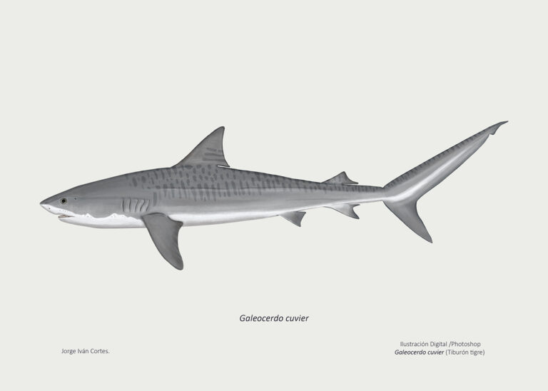 Galeocerdo cuvier