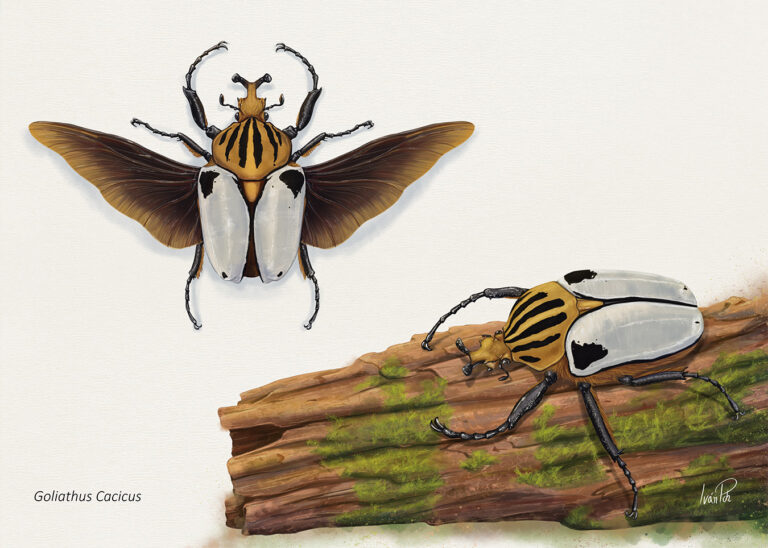 Goliathus cacicus