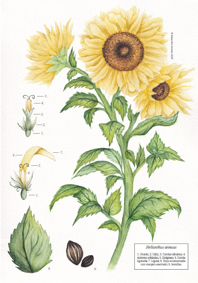 Helianthus annuus