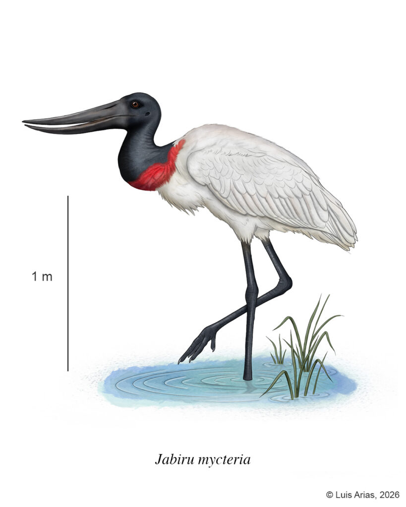 Jabiru mycteria - Alejandro Arias