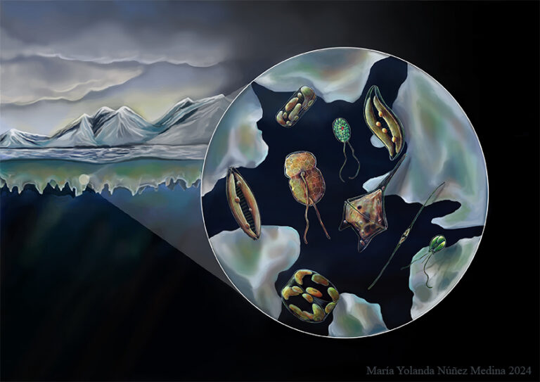 Maria_Yolanda_Nunez_02_Plancton_antartico