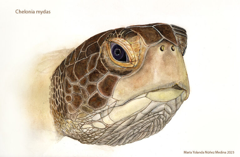 Maria_Yolanda_Nunez_07_Plancton_antartico_Tortuga_verde